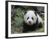 Giant Panda Baby Aged 5 Months, Wolong Nature Reserve, China-Eric Baccega-Framed Photographic Print