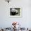 Giant Panda Baby Aged 5 Months, Wolong Nature Reserve, China-Eric Baccega-Framed Photographic Print displayed on a wall