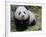 Giant Panda Baby Aged 5 Months, Wolong Nature Reserve, China-Eric Baccega-Framed Photographic Print