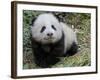 Giant Panda Baby Aged 5 Months, Wolong Nature Reserve, China-Eric Baccega-Framed Photographic Print