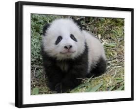 Giant Panda Baby Aged 5 Months, Wolong Nature Reserve, China-Eric Baccega-Framed Photographic Print