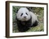 Giant Panda Baby Aged 5 Months, Wolong Nature Reserve, China-Eric Baccega-Framed Photographic Print