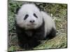 Giant Panda Baby Aged 5 Months, Wolong Nature Reserve, China-Eric Baccega-Mounted Photographic Print