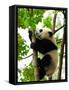 Giant Panda Baby over the Tree-silver-john-Framed Stretched Canvas