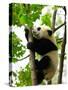 Giant Panda Baby over the Tree-silver-john-Stretched Canvas