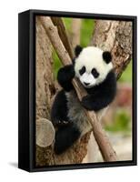 Giant Panda Baby over the Tree-silver-john-Framed Stretched Canvas
