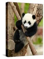 Giant Panda Baby over the Tree-silver-john-Stretched Canvas