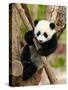 Giant Panda Baby over the Tree-silver-john-Stretched Canvas