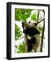 Giant Panda Baby over the Tree-silver-john-Framed Photographic Print