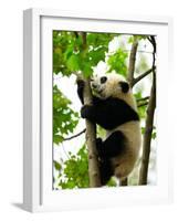 Giant Panda Baby over the Tree-silver-john-Framed Photographic Print