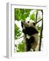 Giant Panda Baby over the Tree-silver-john-Framed Photographic Print