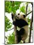 Giant Panda Baby over the Tree-silver-john-Mounted Photographic Print