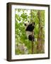 Giant Panda Baby over the Tree-silver-john-Framed Photographic Print