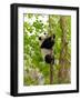 Giant Panda Baby over the Tree-silver-john-Framed Photographic Print