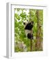 Giant Panda Baby over the Tree-silver-john-Framed Photographic Print