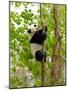 Giant Panda Baby over the Tree-silver-john-Mounted Photographic Print