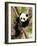 Giant Panda Baby over the Tree-silver-john-Framed Photographic Print