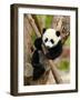 Giant Panda Baby over the Tree-silver-john-Framed Photographic Print