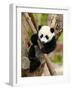 Giant Panda Baby over the Tree-silver-john-Framed Photographic Print