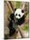 Giant Panda Baby over the Tree-silver-john-Mounted Photographic Print