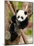 Giant Panda Baby over the Tree-silver-john-Mounted Photographic Print