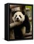 Giant Panda Baby, Wolong China Conservation and Research Center for the Giant Panda, China-Pete Oxford-Framed Stretched Canvas