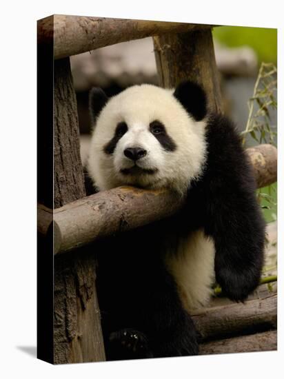 Giant Panda Baby, Wolong China Conservation and Research Center for the Giant Panda, China-Pete Oxford-Stretched Canvas