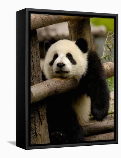 Giant Panda Baby, Wolong China Conservation and Research Center for the Giant Panda, China-Pete Oxford-Framed Stretched Canvas