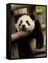 Giant Panda Baby, Wolong China Conservation and Research Center for the Giant Panda, China-Pete Oxford-Framed Stretched Canvas