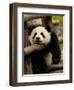 Giant Panda Baby, Wolong China Conservation and Research Center for the Giant Panda, China-Pete Oxford-Framed Photographic Print