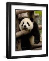 Giant Panda Baby, Wolong China Conservation and Research Center for the Giant Panda, China-Pete Oxford-Framed Photographic Print