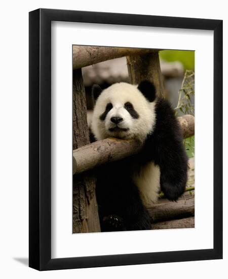 Giant Panda Baby, Wolong China Conservation and Research Center for the Giant Panda, China-Pete Oxford-Framed Photographic Print