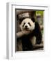 Giant Panda Baby, Wolong China Conservation and Research Center for the Giant Panda, China-Pete Oxford-Framed Photographic Print