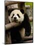 Giant Panda Baby, Wolong China Conservation and Research Center for the Giant Panda, China-Pete Oxford-Mounted Photographic Print