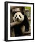 Giant Panda Baby, Wolong China Conservation and Research Center for the Giant Panda, China-Pete Oxford-Framed Photographic Print