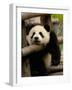 Giant Panda Baby, Wolong China Conservation and Research Center for the Giant Panda, China-Pete Oxford-Framed Photographic Print