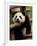 Giant Panda Baby, Wolong China Conservation and Research Center for the Giant Panda, China-Pete Oxford-Framed Photographic Print