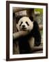 Giant Panda Baby, Wolong China Conservation and Research Center for the Giant Panda, China-Pete Oxford-Framed Photographic Print