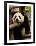 Giant Panda Baby, Wolong China Conservation and Research Center for the Giant Panda, China-Pete Oxford-Framed Photographic Print