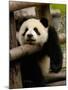 Giant Panda Baby, Wolong China Conservation and Research Center for the Giant Panda, China-Pete Oxford-Mounted Photographic Print