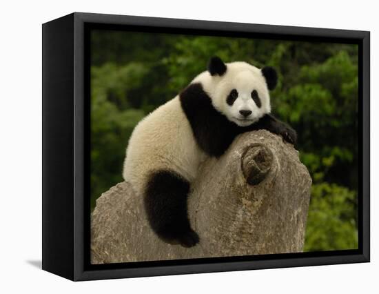 Giant Panda Baby, Wolong China Conservation and Research Center for the Giant Panda, China-Pete Oxford-Framed Stretched Canvas