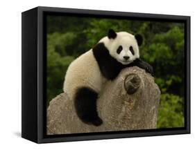 Giant Panda Baby, Wolong China Conservation and Research Center for the Giant Panda, China-Pete Oxford-Framed Stretched Canvas