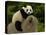 Giant Panda Baby, Wolong China Conservation and Research Center for the Giant Panda, China-Pete Oxford-Stretched Canvas