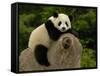 Giant Panda Baby, Wolong China Conservation and Research Center for the Giant Panda, China-Pete Oxford-Framed Stretched Canvas