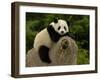 Giant Panda Baby, Wolong China Conservation and Research Center for the Giant Panda, China-Pete Oxford-Framed Premium Photographic Print