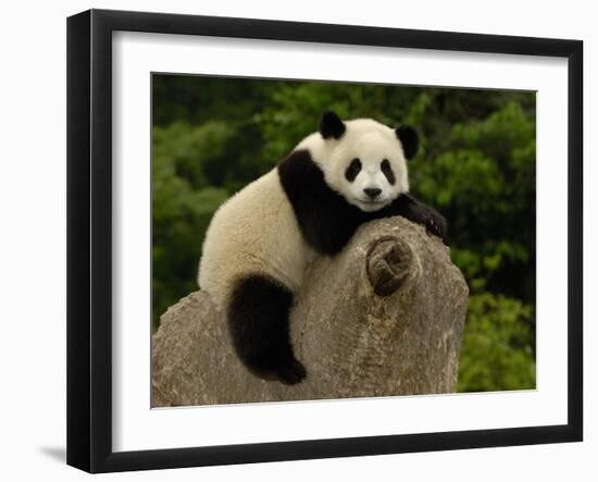 Giant Panda Baby, Wolong China Conservation and Research Center for the Giant Panda, China-Pete Oxford-Framed Premium Photographic Print