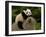 Giant Panda Baby, Wolong China Conservation and Research Center for the Giant Panda, China-Pete Oxford-Framed Premium Photographic Print