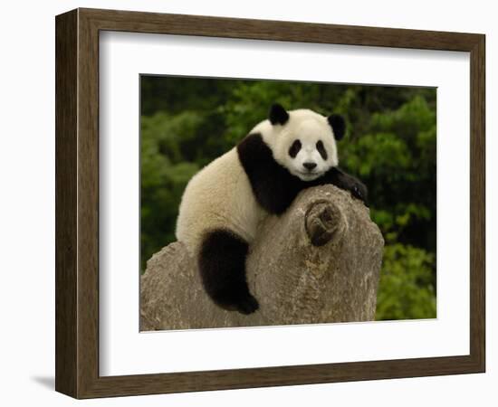 Giant Panda Baby, Wolong China Conservation and Research Center for the Giant Panda, China-Pete Oxford-Framed Photographic Print