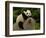 Giant Panda Baby, Wolong China Conservation and Research Center for the Giant Panda, China-Pete Oxford-Framed Photographic Print