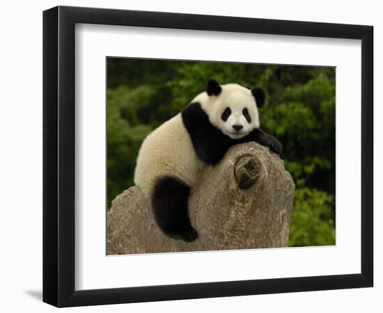 Giant Panda Baby, Wolong China Conservation and Research Center for the Giant Panda, China-Pete Oxford-Framed Photographic Print